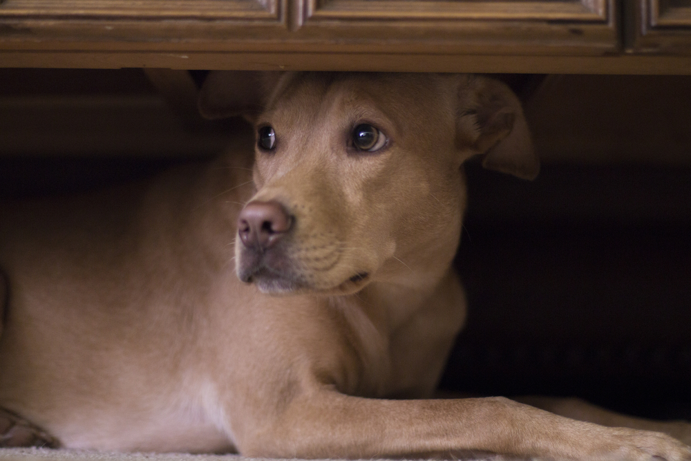Can Dogs See Ghosts? Vet-Verified Senses Explained