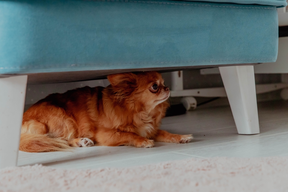Anxiety in Dogs: Vet-Verified Causes, Signs & Treatments