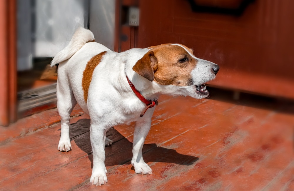 How to Deal With Dog Nuisance Barking in Your Neighborhood: 4 Effective Tips