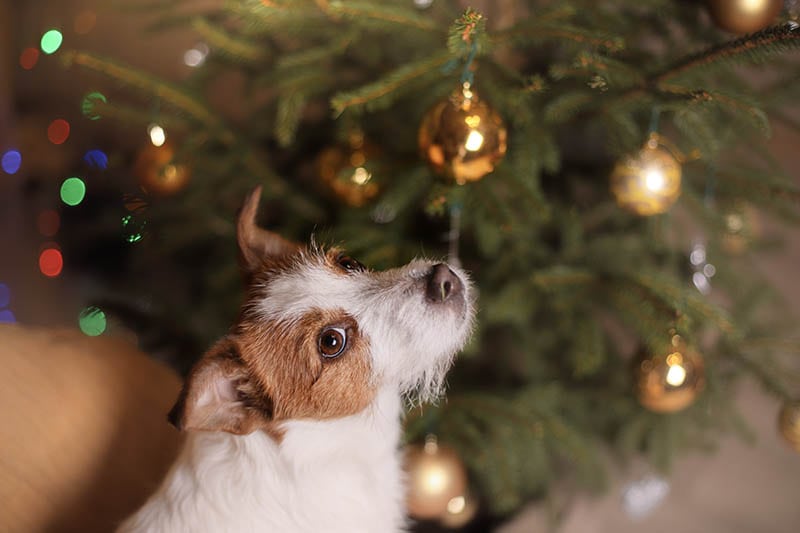 How to Keep Your Dog From Peeing on Your Christmas Tree: 8 Vet-Approved Tips