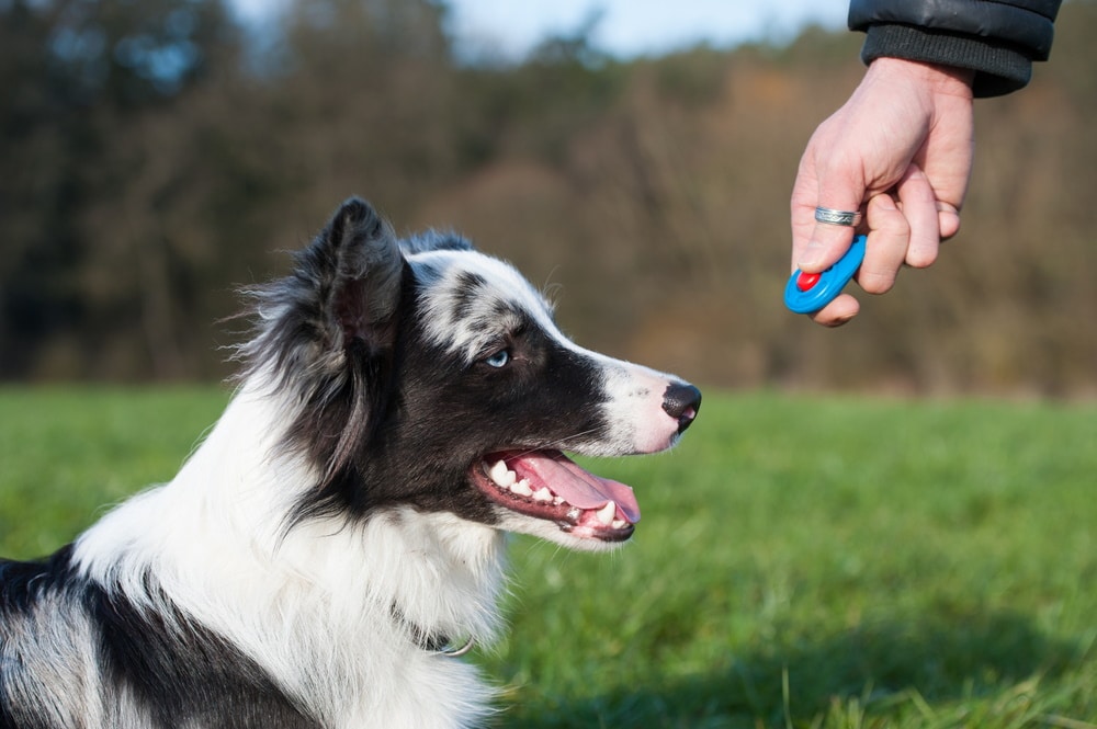 Is Clicker Training Bad? Our Vet Explains the Science, Methods & Controversies