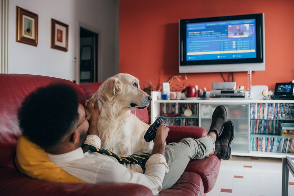Can Dogs Watch TV? What Can They See? Vet-Approved Vision Facts
