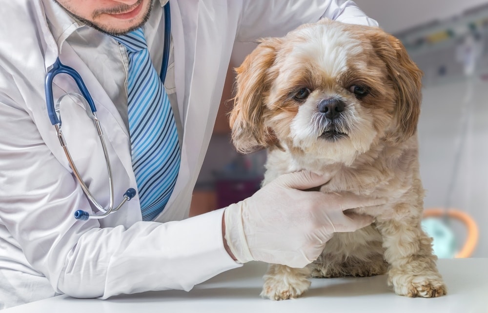 shih tzu dog checked by vet