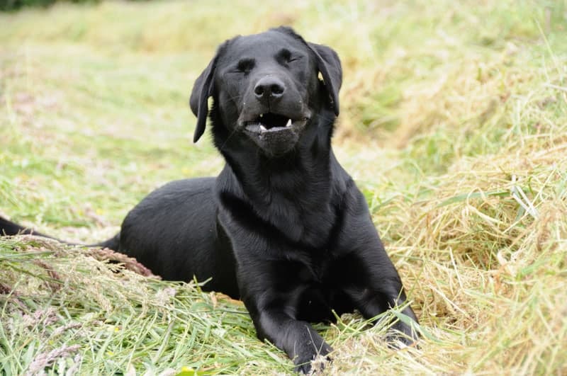 Why Do Dogs Sneeze? 8 Vet-Reviewed Causes