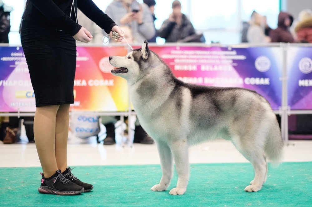Are There Mixed Breed Dog Shows? 5 Events & Interesting Facts