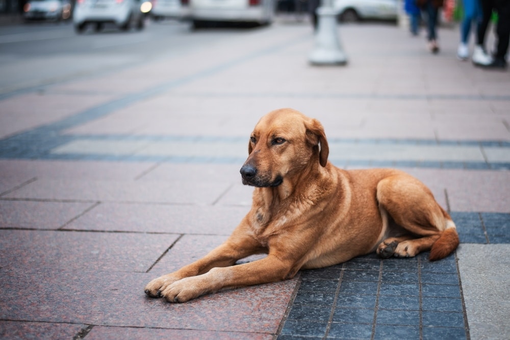 How to Help Homeless Dogs: 14 Vet-Approved Ways
