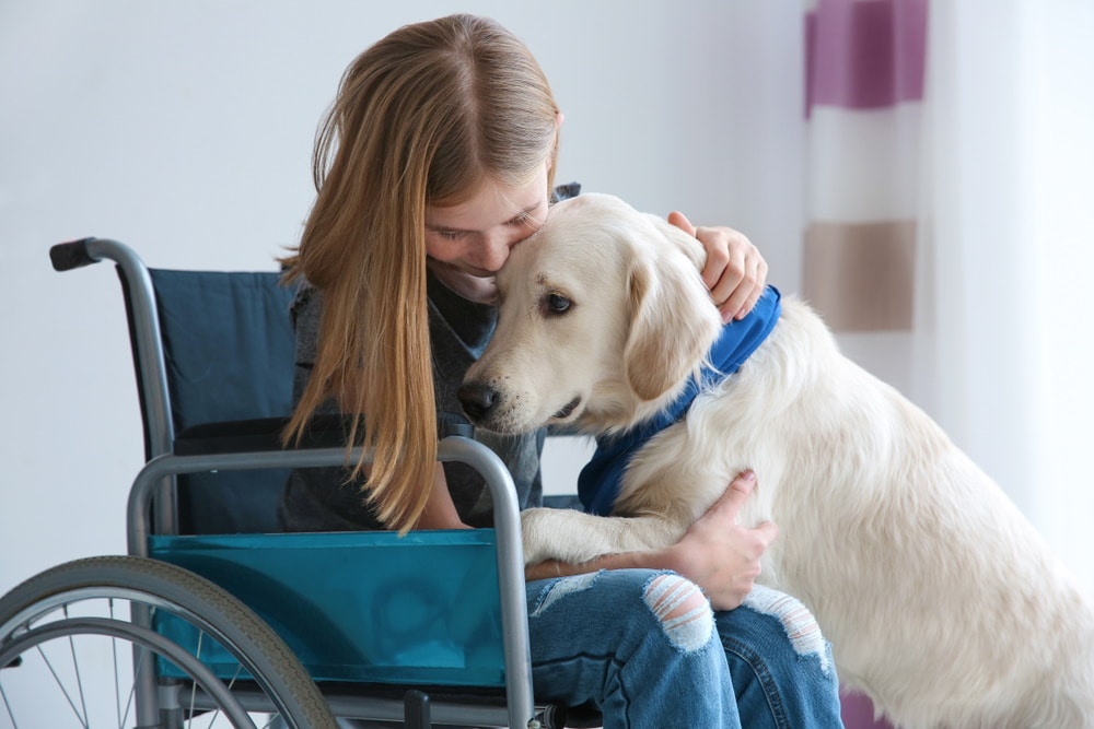 How to Certify an Emotional Support Dog: 4 Steps to Take (Vet-Reviewed)