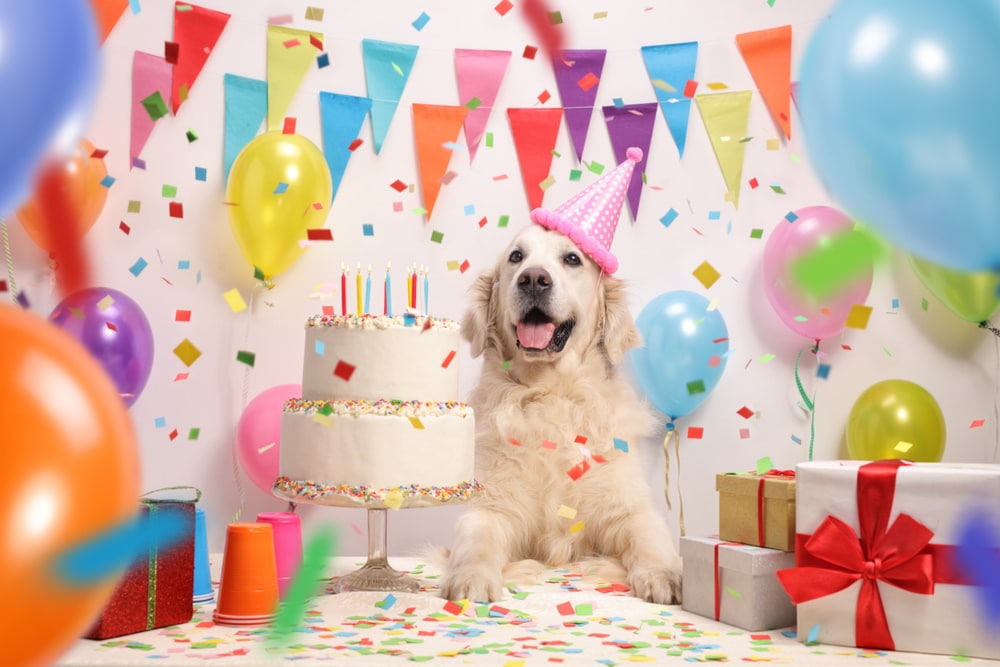 Astrology Alert: Happy Birthday, Capricorn Pups and People!