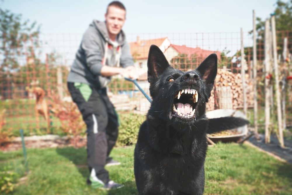 aggressive dog baarking