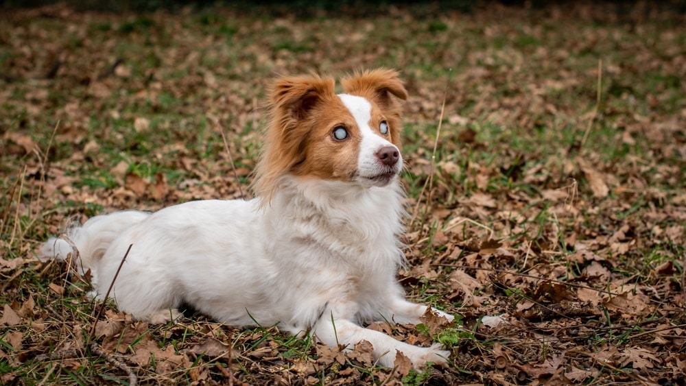 blind dog resting outdoor