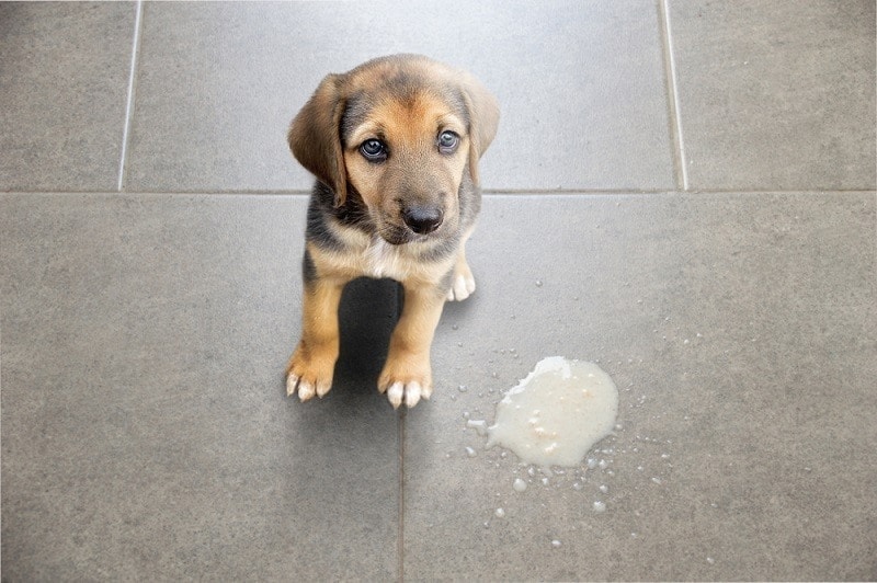 Dog Vomiting: What to Do When Your Pup Throws Up (Vet Approved)