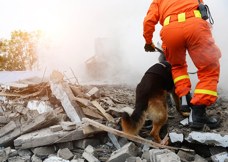 Remembering Heroic 9/11 Dogs: 6 Incredible Stories
