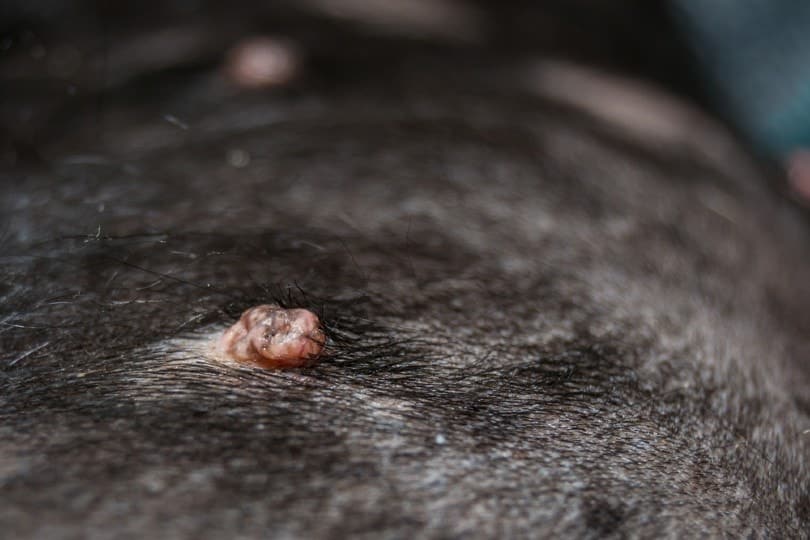 warts on dog skin