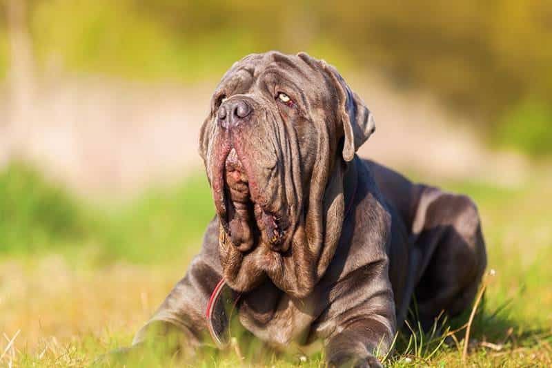 Neapolitan Mastiff lying on the grass