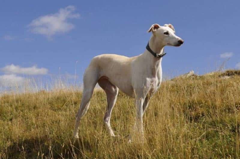 5 Best Big Dogs for Apartments: Pictures, Facts & Size