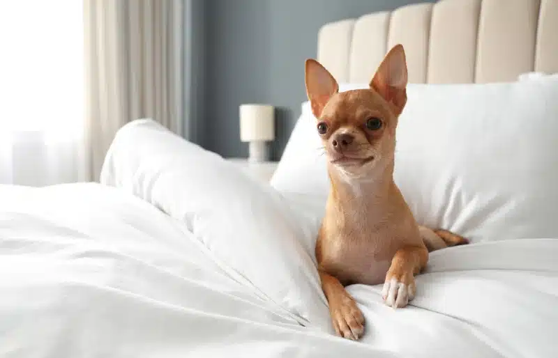 Why Do Dogs Dig in Their Beds? Vet-Reviewed Sleeping Rituals
