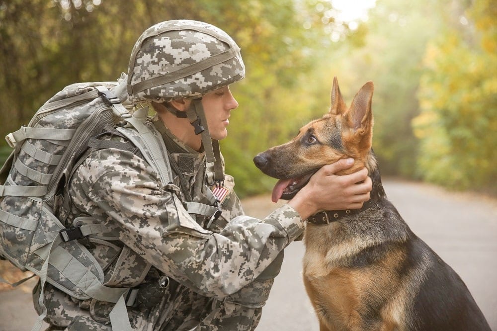 10 Military Dog Breeds: Info, Pictures & History