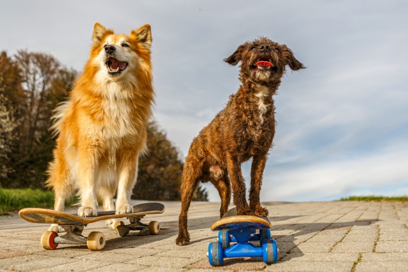 How to Teach Your Dog to Skateboard: 8 Vet-Approved Steps for Success