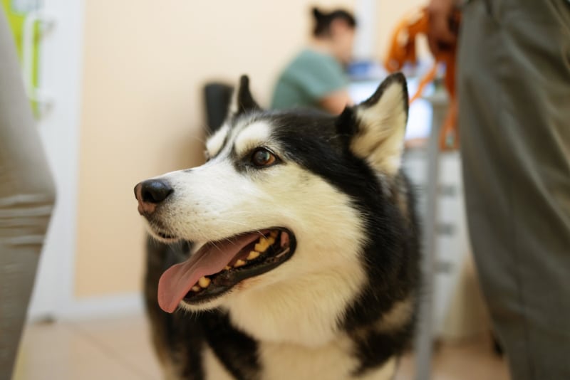 What Was Pavlov's Dog's Name? Dogster Hall Of Fame