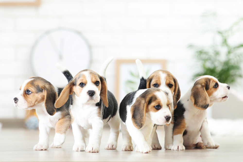 Beagle puppy dogs standing at home