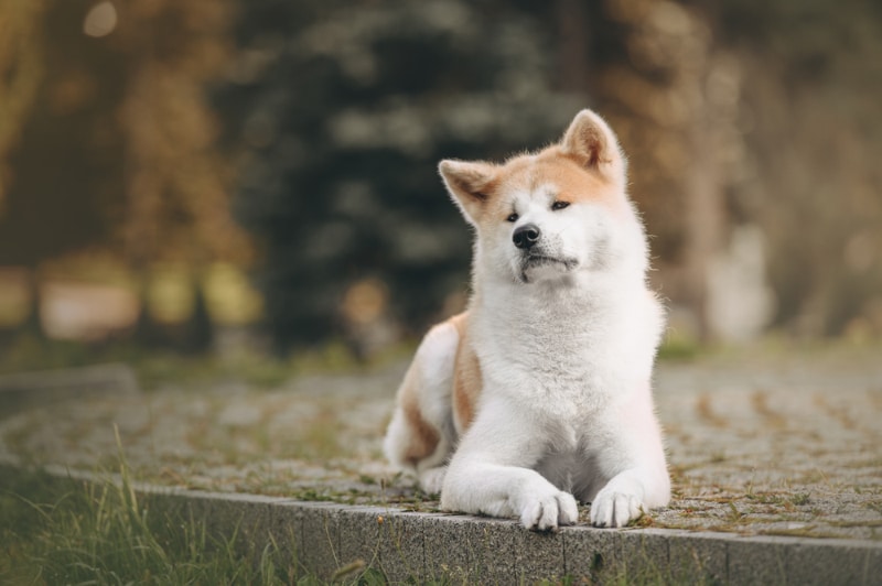 akita dog lying outdoor