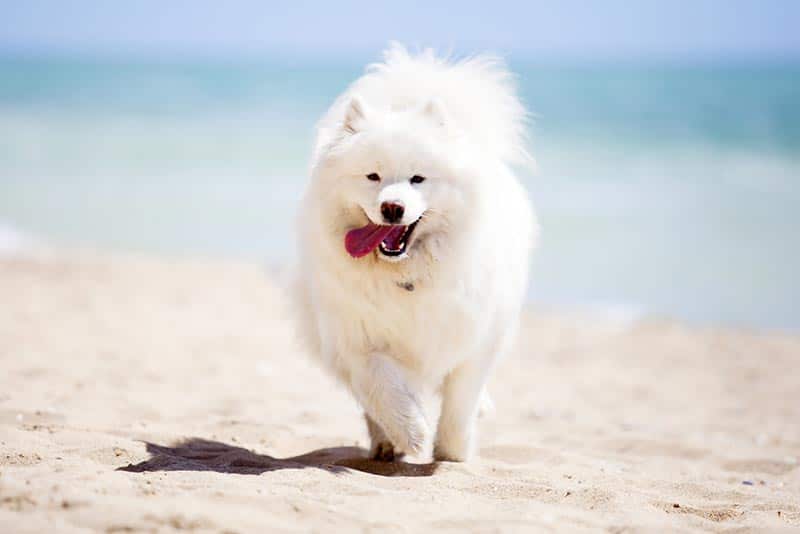 Samoyed Dog Breed: Info, Pictures, Care Guide & More