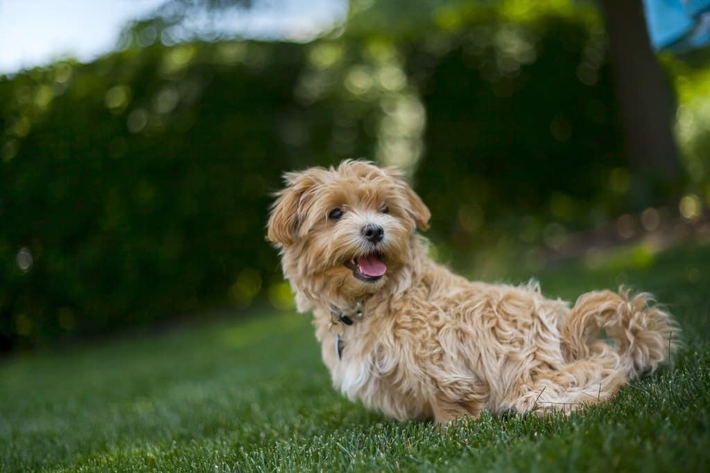 Lhasapoo Mixed Dog Breed Info, Pictures, & Facts
