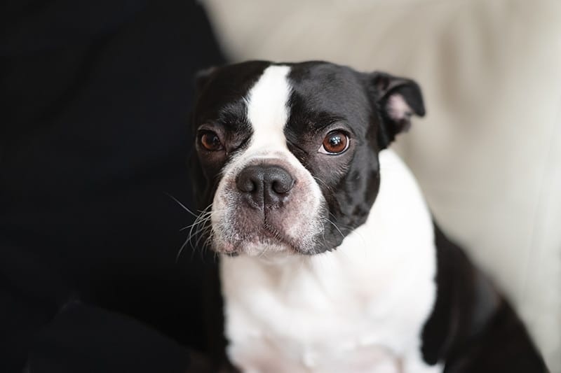 boston terrier dog with ears back