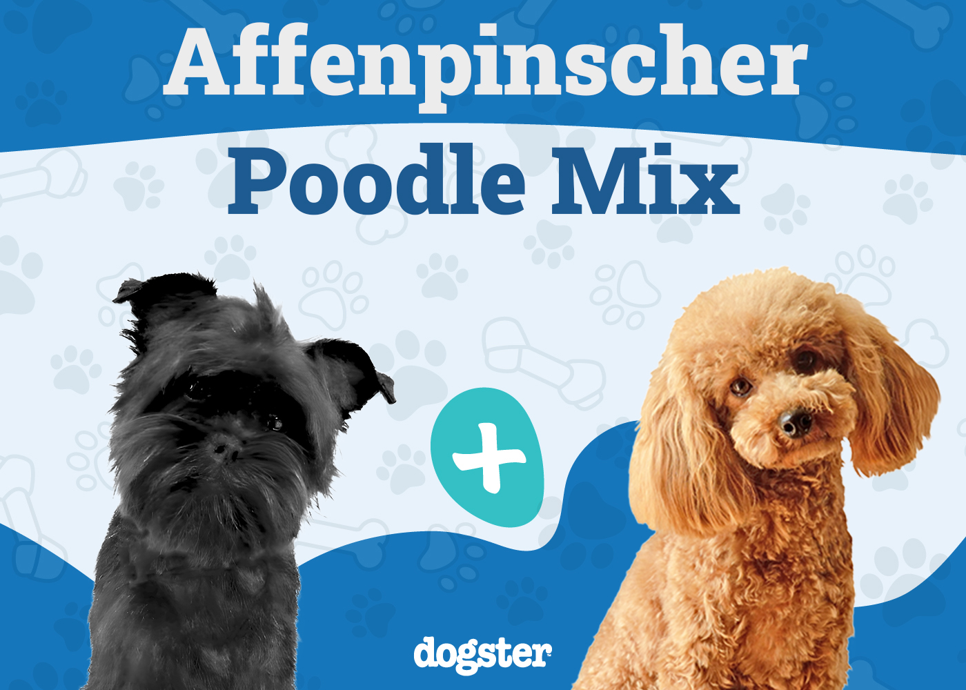 Affenpoo Mixed Dog Breed Info, Pictures, Traits & More