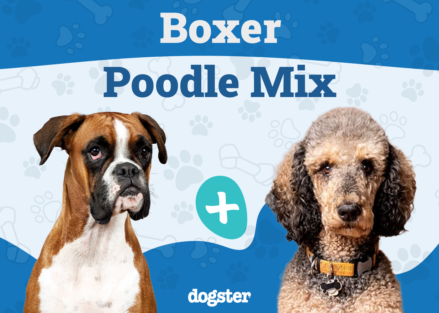Boxerdoodle Dog Breed: Info, Pictures, Care Guide & More