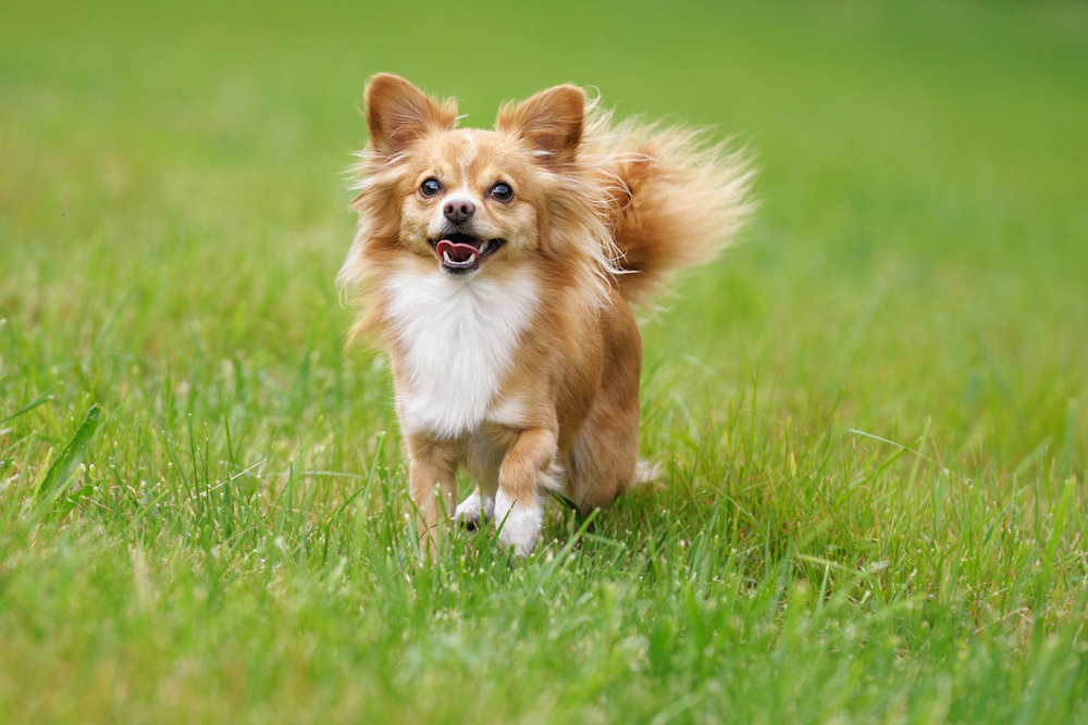 Do Chihuahuas Bark a Lot? How Much & How to Stop It (Vet-Reviewed)