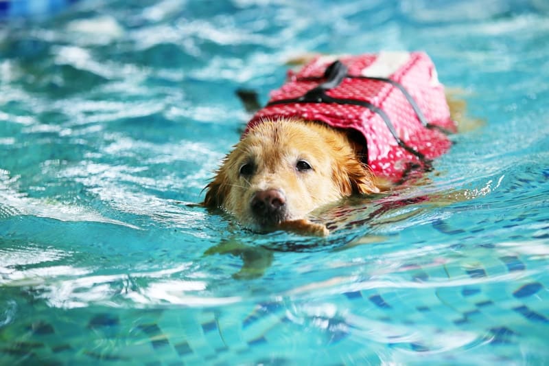 Senior golden retriver dog swimming with vest ,rehabilitation