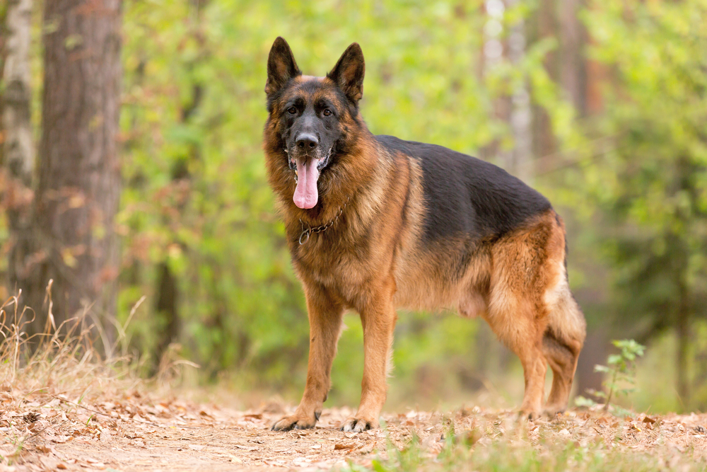 Why Are German Shepherds So Popular? 11 Great Reasons