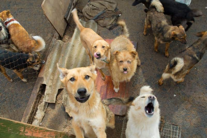 The 3-3-3 Rule for Dogs: What Are the Phases of Adoption? (Vet-Approved)