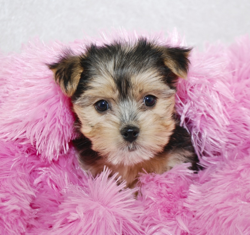 Morkie (Maltese & Yorkie Mix): Info, Pictures, Care & Traits