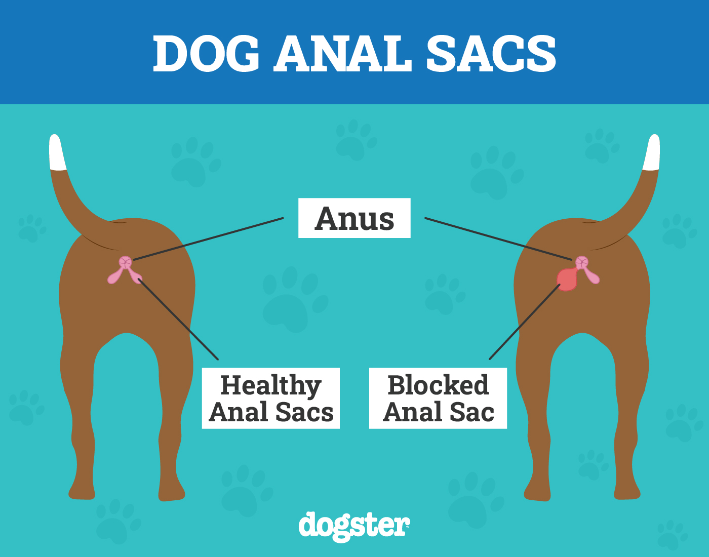 healthy vs blocked anal sacs glands