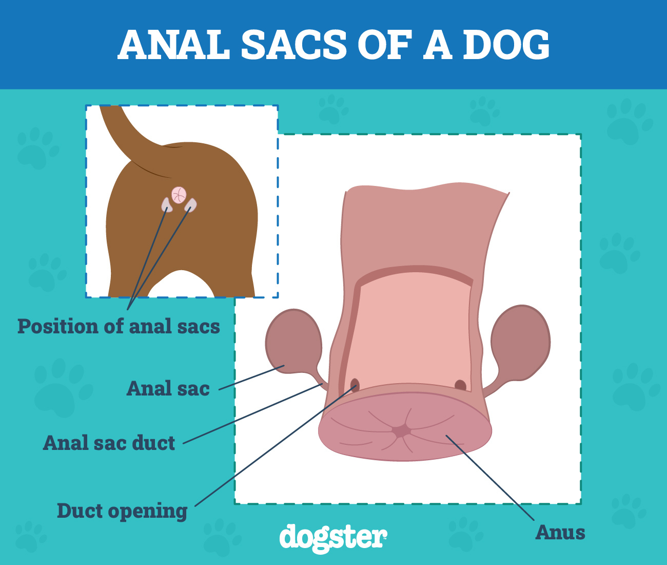 anal sacs of a dog