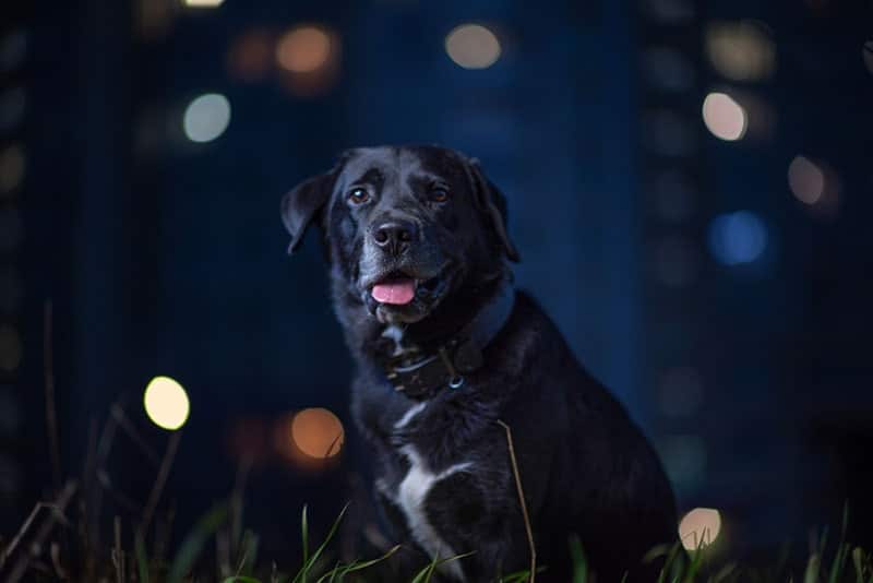 Astrology Alert: What Are Libras Like as Dog Lovers?