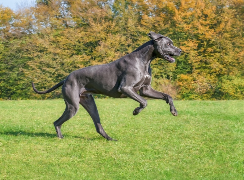 blue great dane running in the field