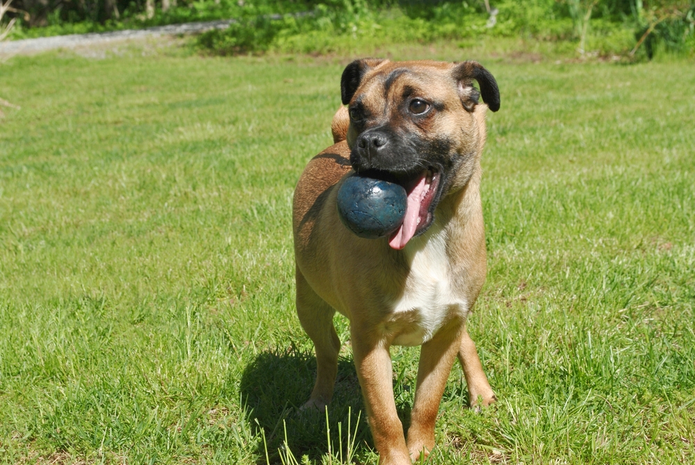 Should You Adopt a Mutt? 7 Vet-Approved Reasons to Consider It
