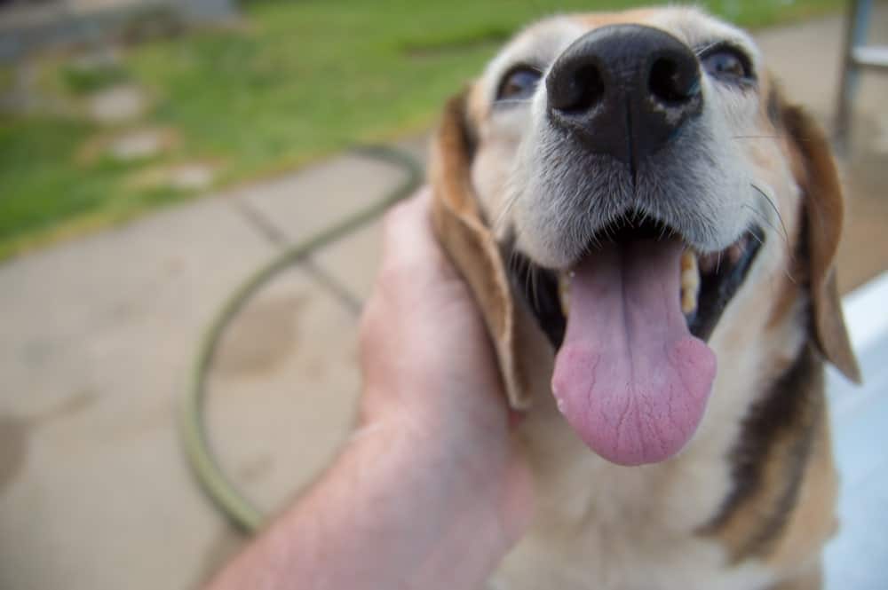 Why Does My Dog’s Breath Stink? 8 Vet-Reviewed Reasons