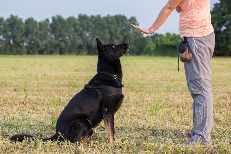 How to Train a Working Dog: 9 Vet-Approved Tips