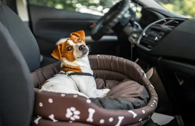 10 Dog-Friendly Cars for Dog Owners That Like Road Trips