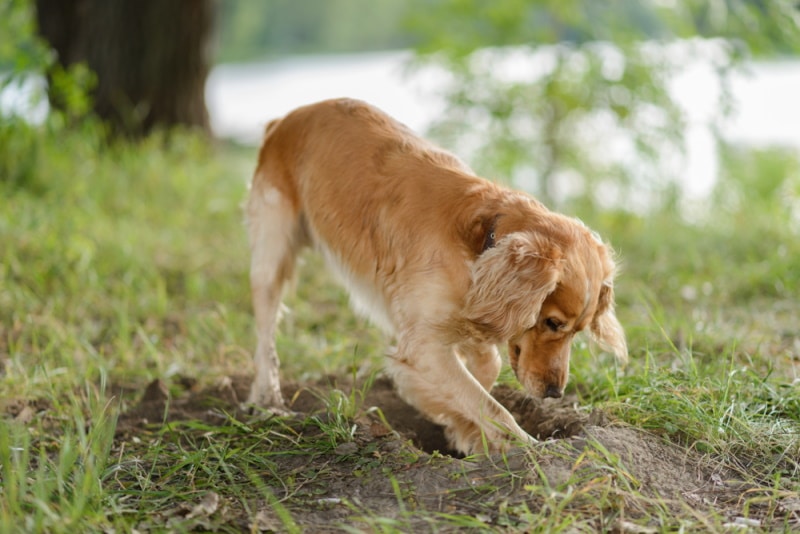How to Stop Your Dog From Digging: 9 Effective Vet-Approved Tips