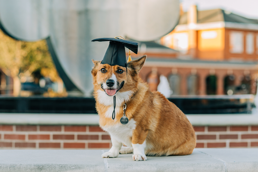 8 College Degrees for Dogs: Fun Canine Studies With a Pun