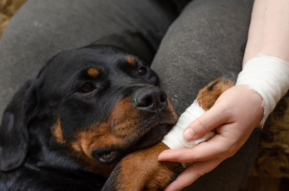 dog with paw injury