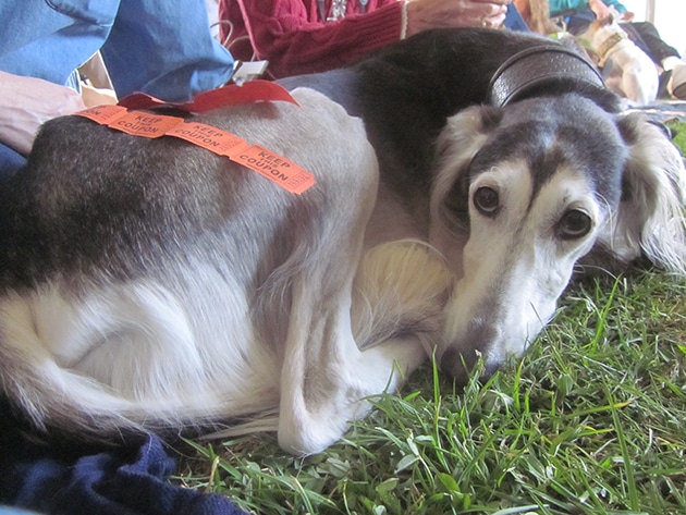 I Took My Dog to Greyhound Fest, Not Knowing It Would be Our Last