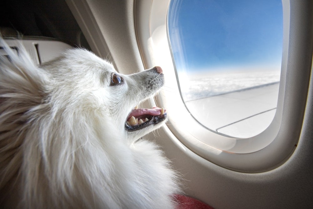 Can I Buy My Dog a Seat on a Plane? 7 Airlines It's Possible On