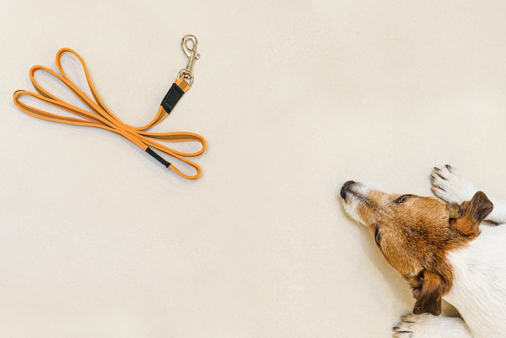 My Dog Is Scared of the Leash, What Should I Do? 5 Vet-Approved Tips