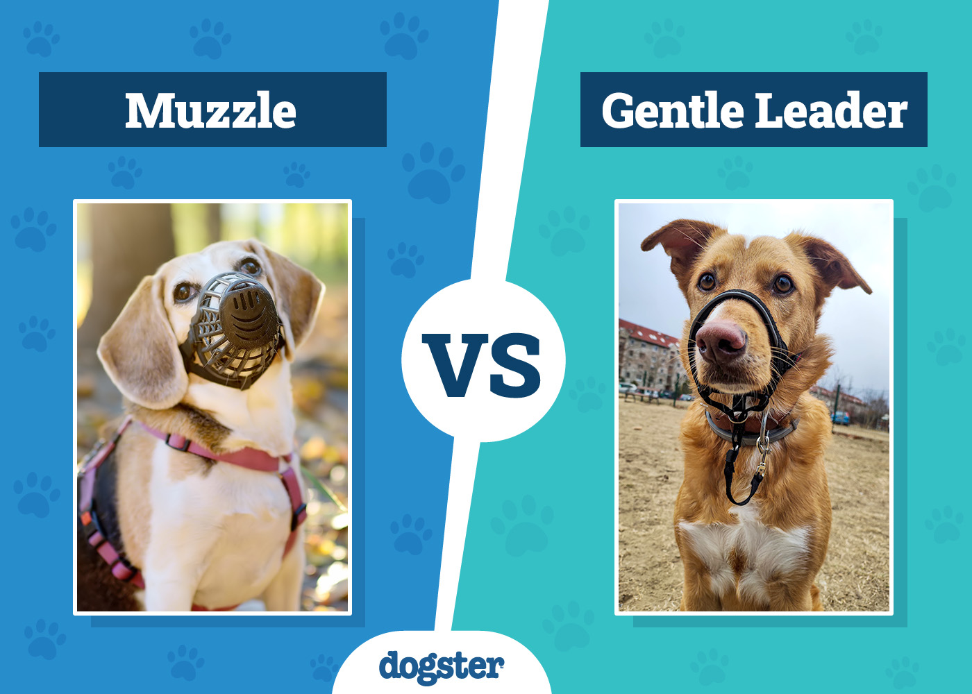 Muzzle vs. Gentle Leader: Vet-Reviewed Differences (With Pictures)